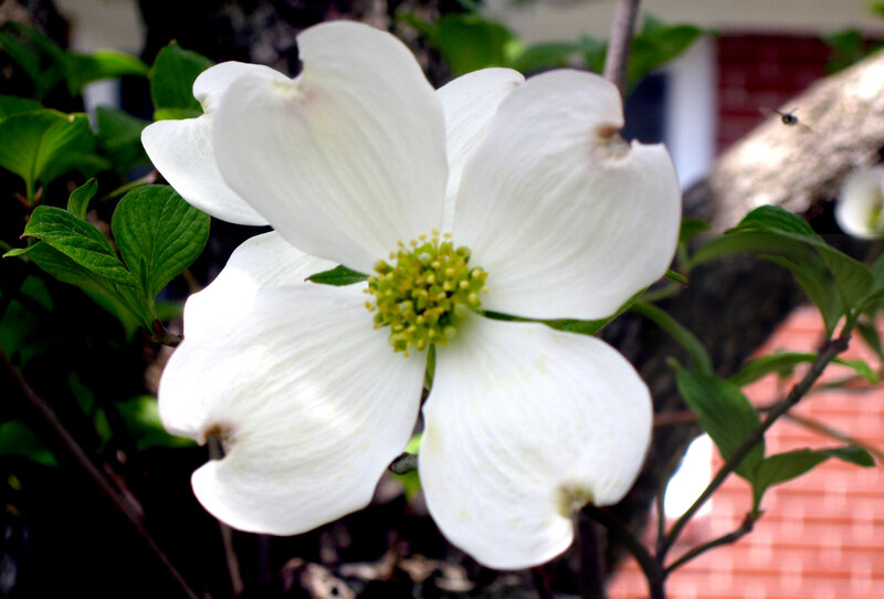 White Dogwood Flower — Calm