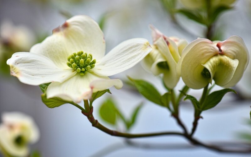 White dogwood flower in bloom