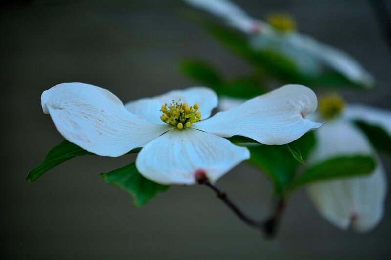 White Dogwood Flower — Serene, Photograph