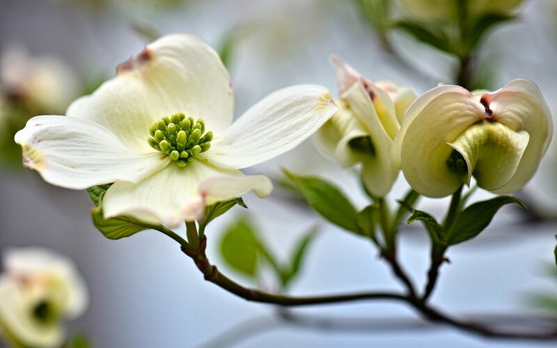 White Dogwood Flower — Serene, Spring, Photograph, Bud