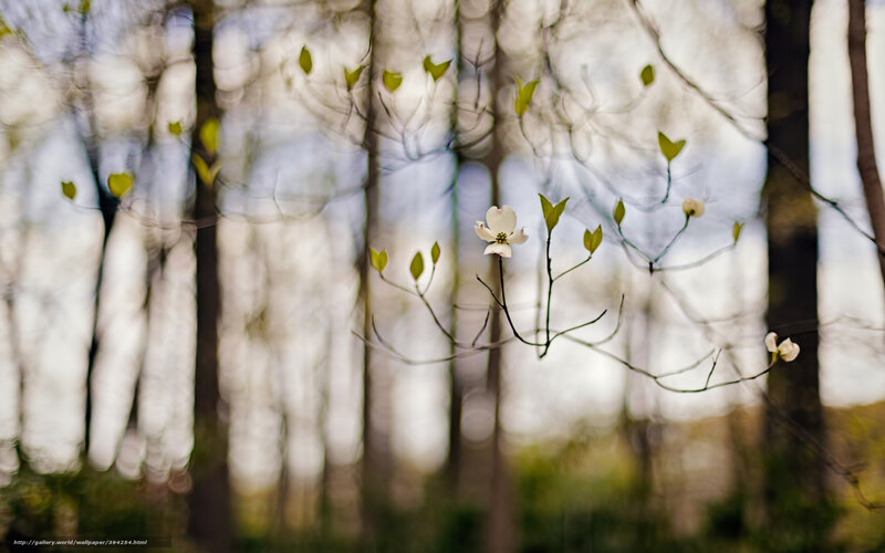 White Dogwood Flower — Serene, Spring, Photograph, Tree, Leaf