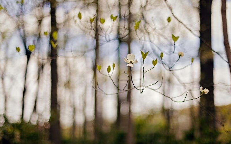 White Dogwood Flower — Serene, Spring, Photograph, Tree