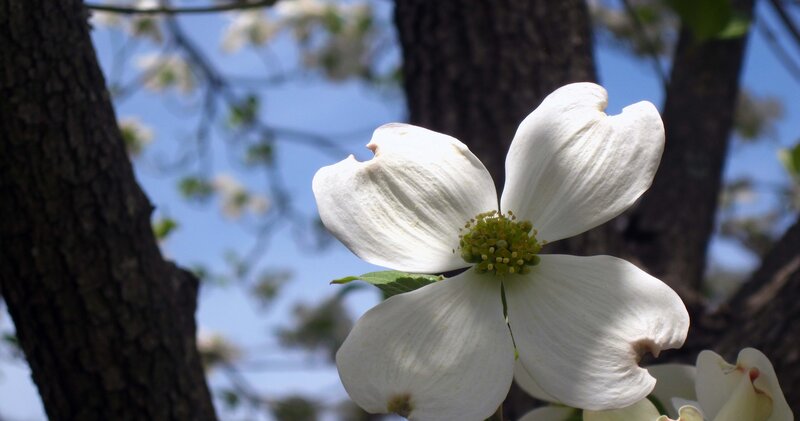 White Dogwood Flower — Serene, Spring