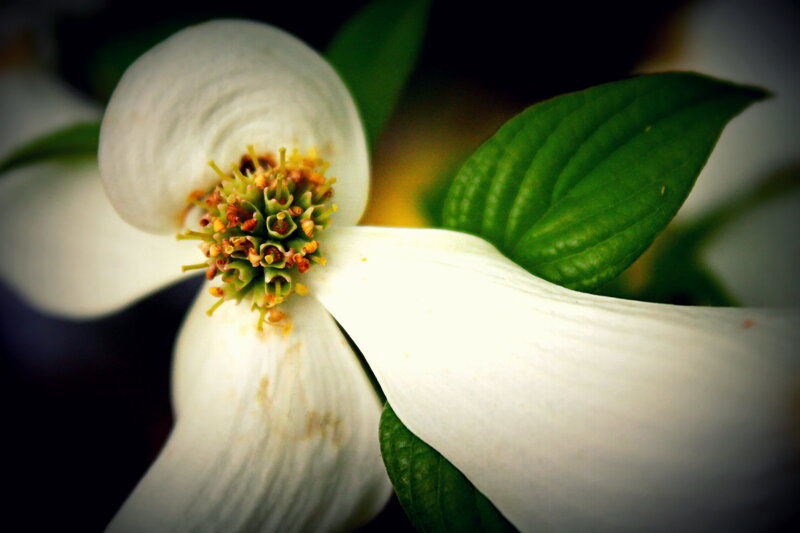 White Dogwood Flower — Serene