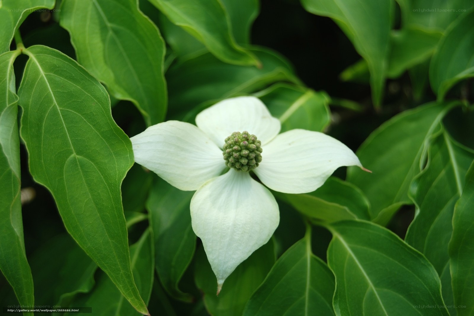 white dogwood flower