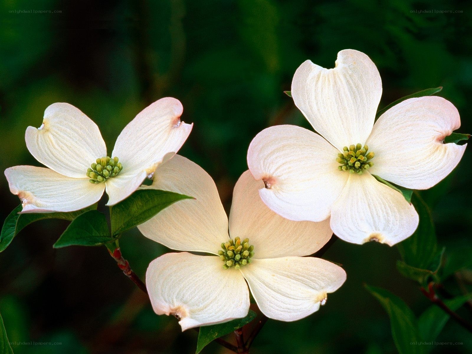 white dogwood flowers