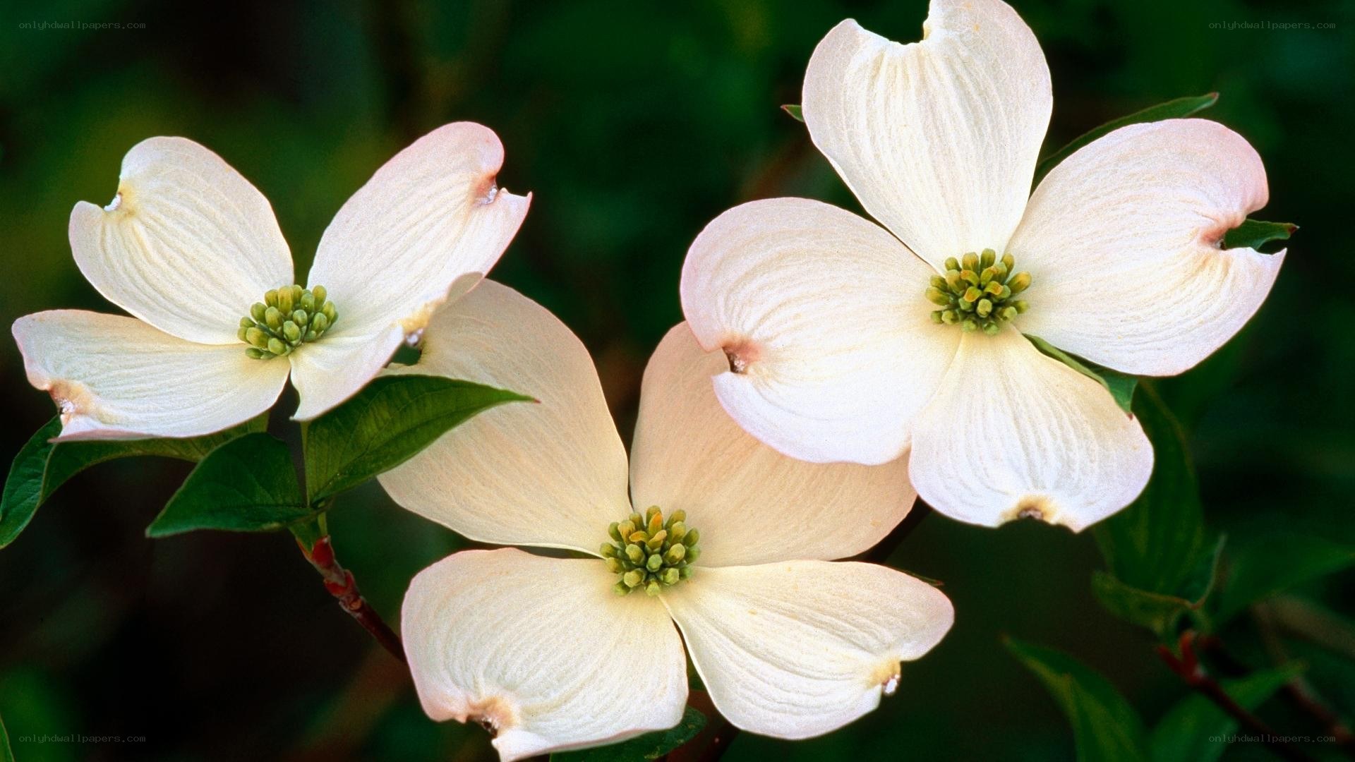 white dogwood flowers