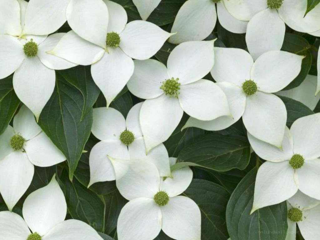 white dogwood flowers