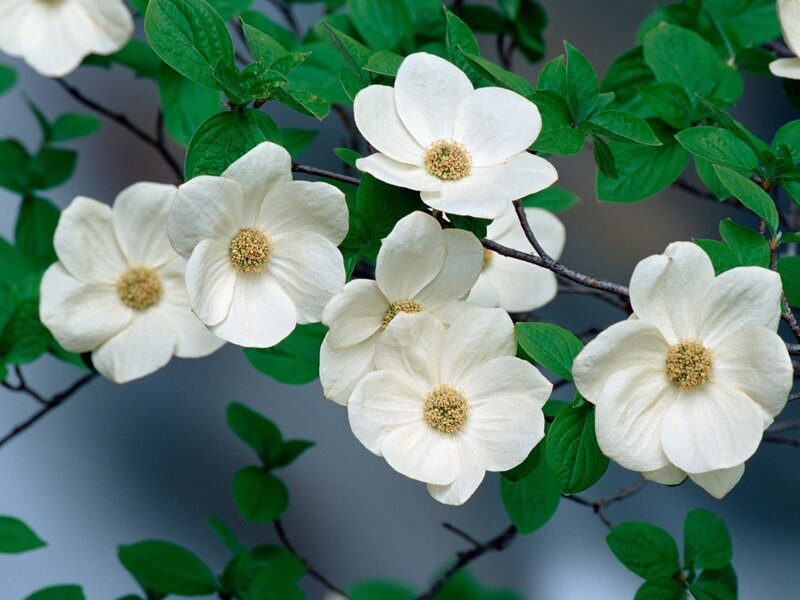white dogwood flowers blooming