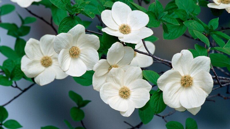 white dogwood flowers blooming