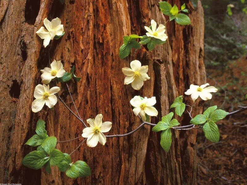 White Dogwood Flowers — Brown