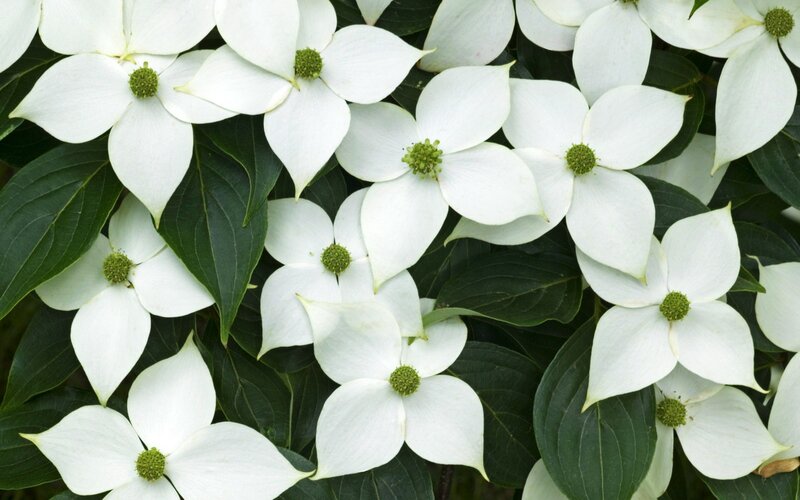 White Dogwood Flowers — Calm, Photograph