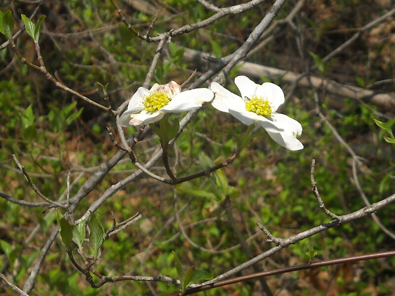White Dogwood Flowers — Calm, Spring, Photograph, Branches