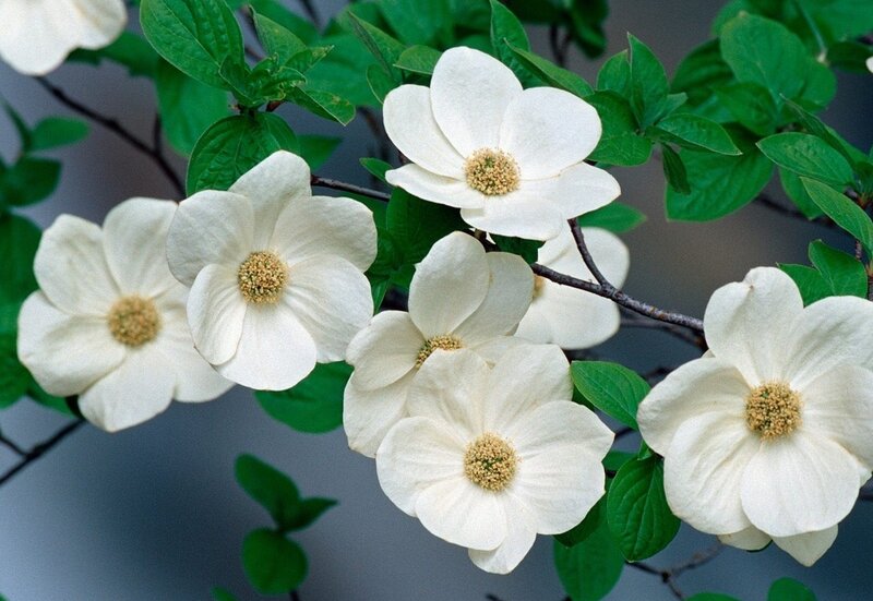 White Dogwood Flowers — Calm, Spring, Photograph, Green Leaves, Branches