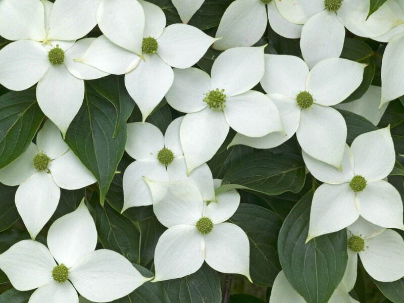 White Dogwood Flowers — Calm, Spring, Photograph, Green Leaves, Flower Petals