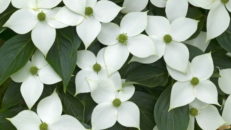 White Dogwood Flowers — Calm, Spring, Photograph, Leaves, Green