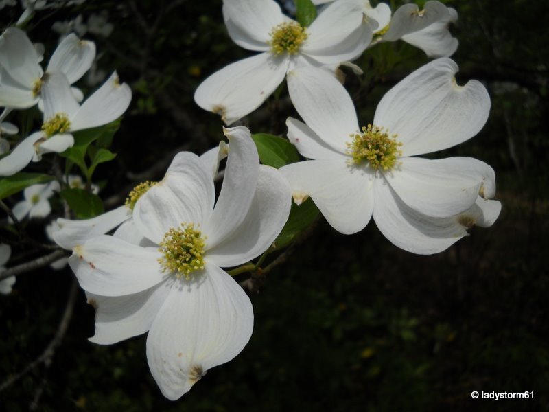 White Dogwood Flowers — Calm, Spring, Photograph