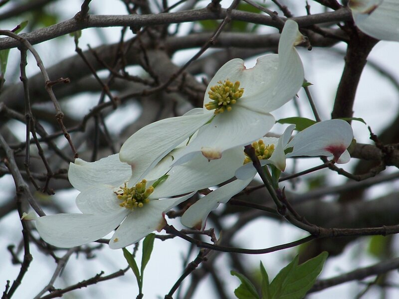White Dogwood Flowers — Calm, Spring