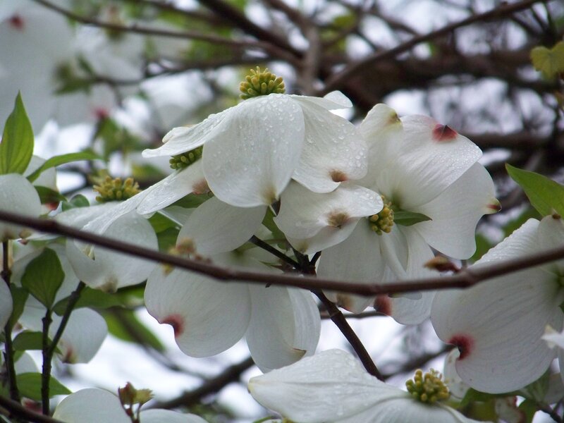 White Dogwood Flowers — Calm