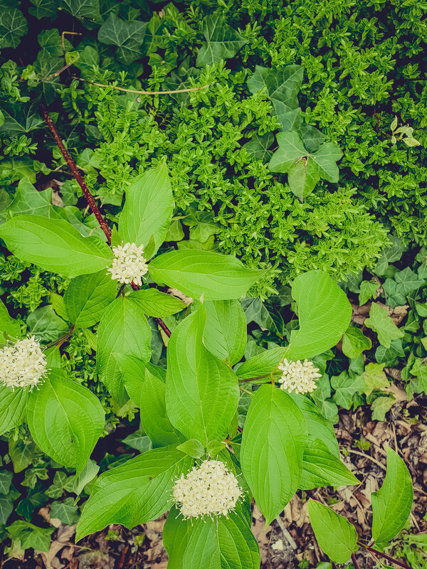 White Dogwood Flowers — Green, Natural