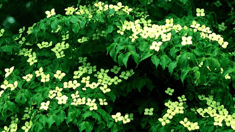 White Dogwood Flowers — Green