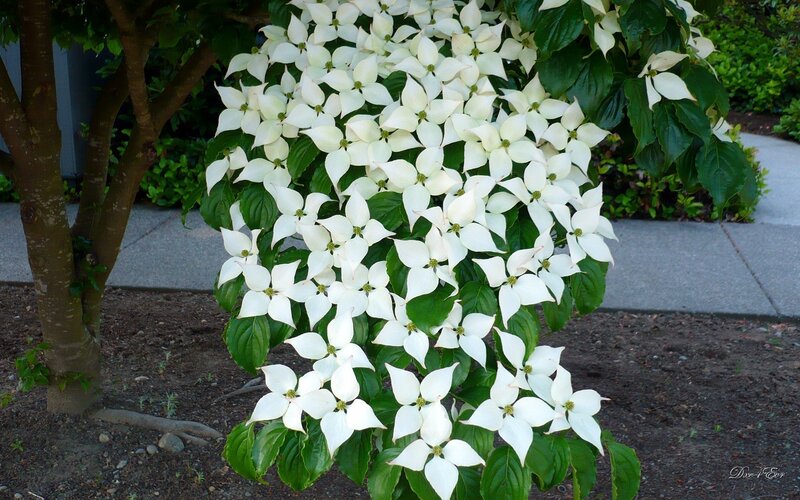 white dogwood flowers in bloom