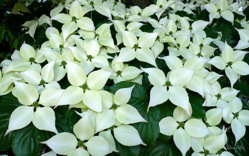 White dogwood flowers in bloom