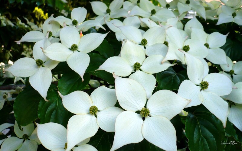 White Dogwood Flowers — Serene, Afternoon