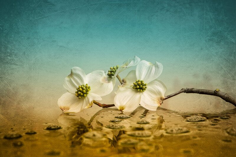 White Dogwood Flowers — Serene, Photograph