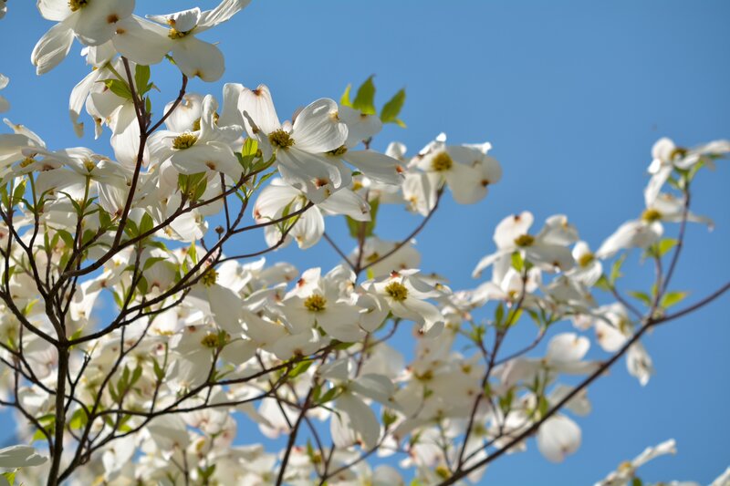 White Dogwood Flowers — Serene, Spring, Photograph, Branches
