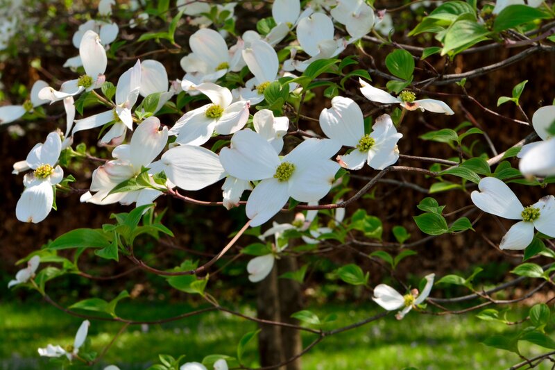 White Dogwood Flowers — Serene, Spring, Photograph, Green Leaves, Branches