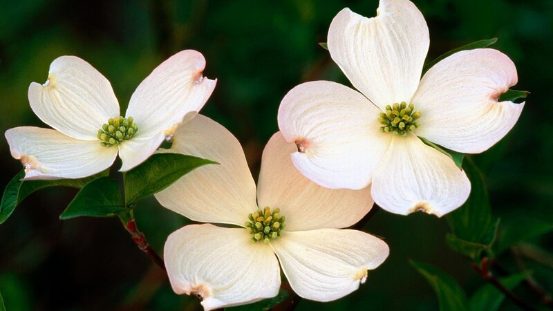 White Dogwood Flowers — Serene, Spring, Photograph, Green Leaves, Flower Buds