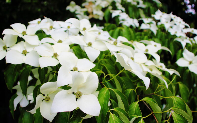 White Dogwood Flowers — Serene, Spring, Photograph, Green Leaves