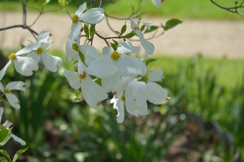 White Dogwood Flowers — Serene, Spring, Photograph, Leaves, Branch