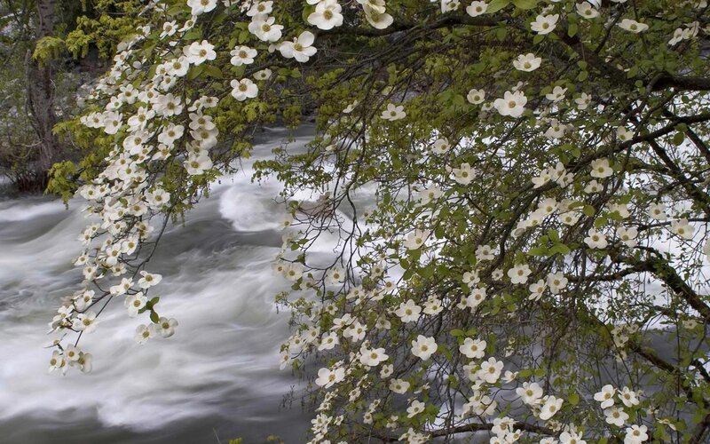 White Dogwood Flowers — Serene, Spring, Photograph, River