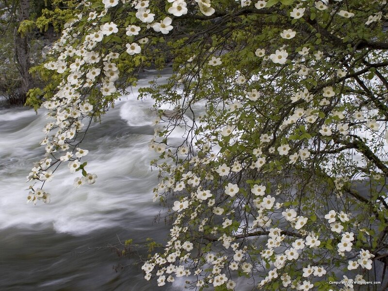 White Dogwood Flowers — Serene, Spring, Photograph, River, Trees, Bushes