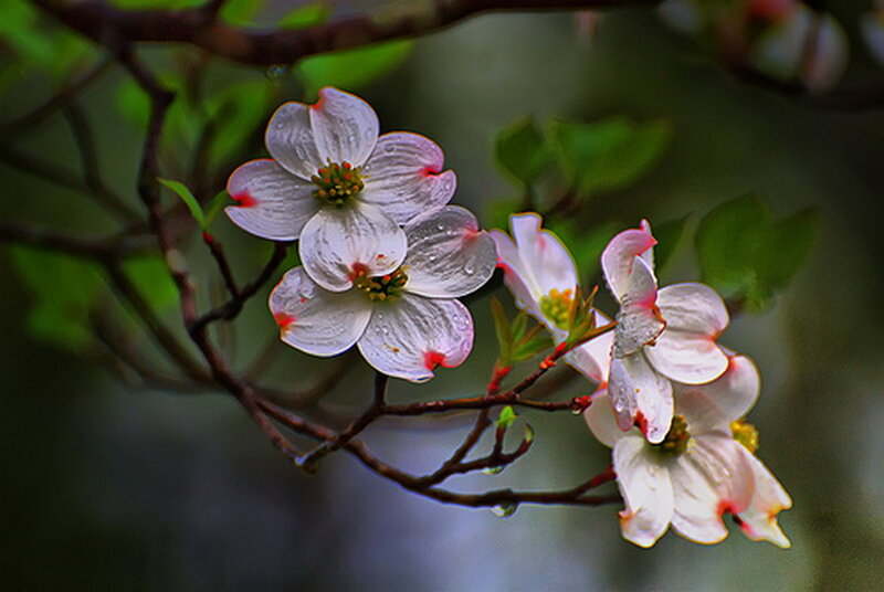 White Dogwood Flowers — Serene, Spring, Photograph