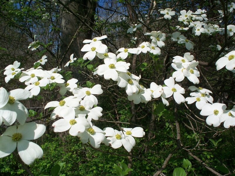 White Dogwood Flowers — Serene, Spring, Photograph, Trees