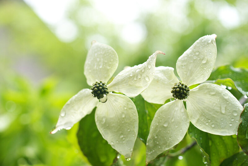 White Dogwood Flowers — Serene, Spring, Photograph, Water Droplets