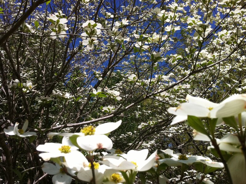 White Dogwood Flowers — Serene, Spring