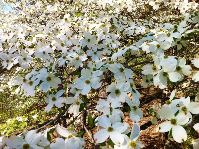 White Dogwood Flowers — Serene
