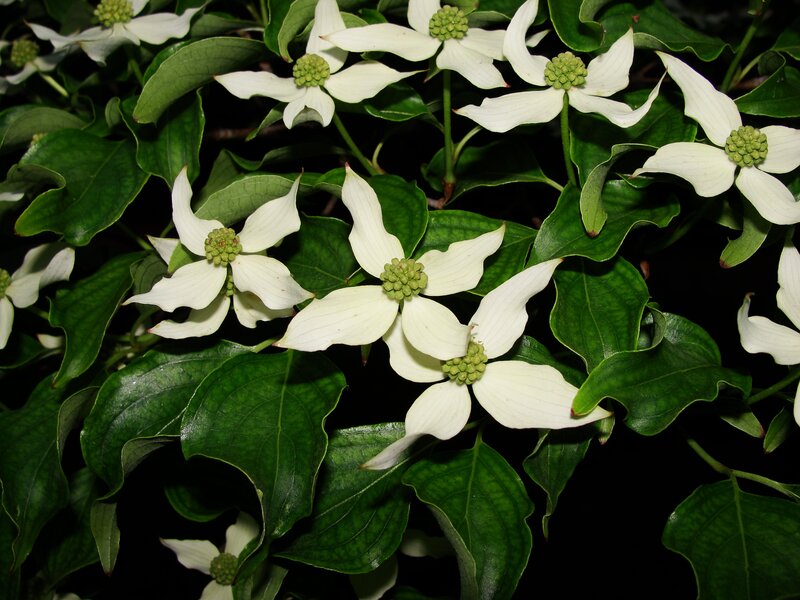 white dogwood flowers with green leaves