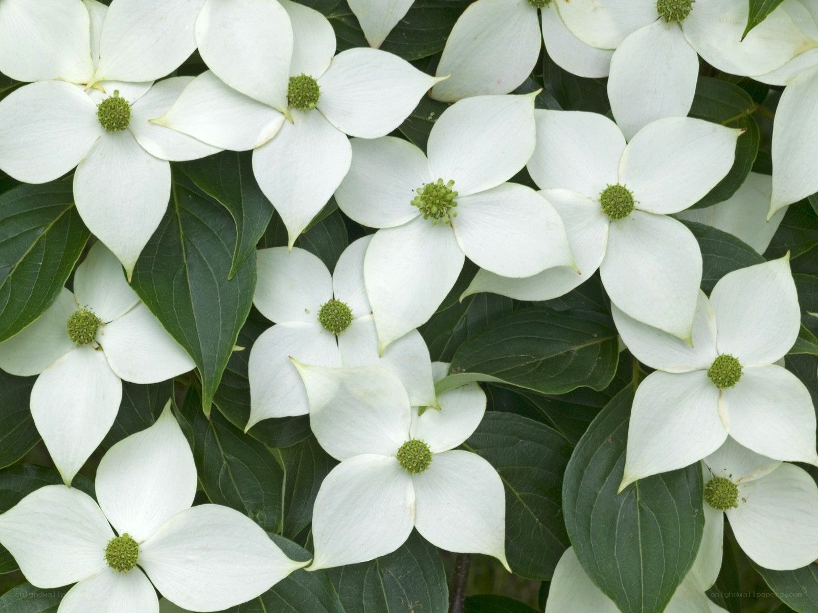 white dogwood flowers