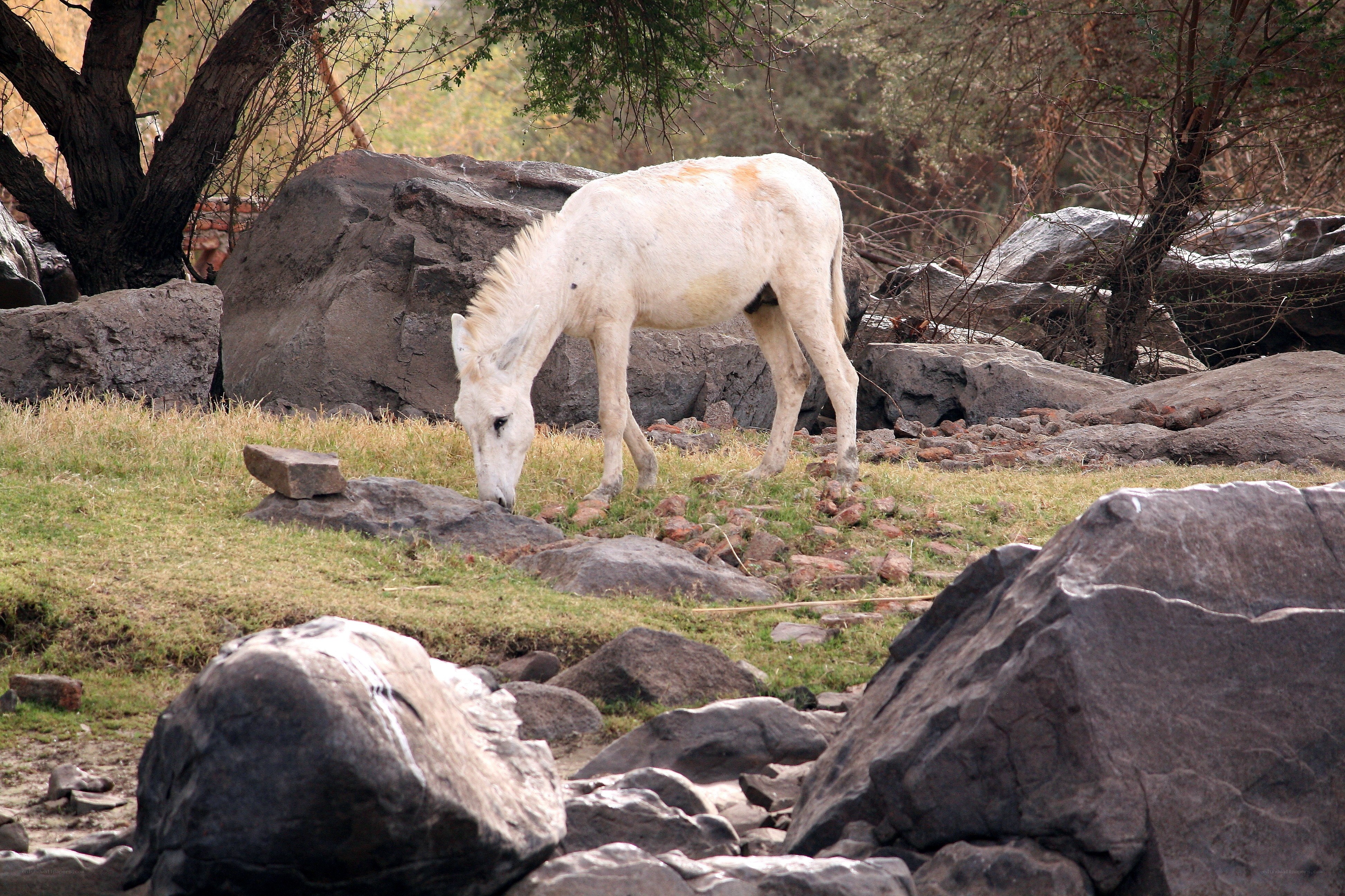 white donkey grazing in rocky area