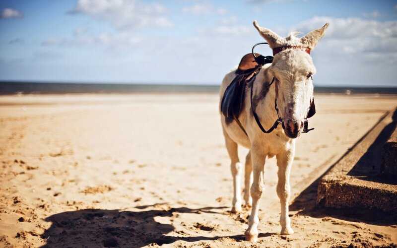 White Donkey on Beach