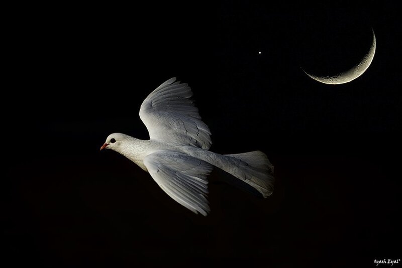 White dove flying at night