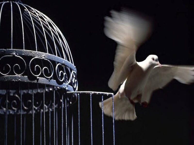 White Dove Flying — Black, Dramatic, Night