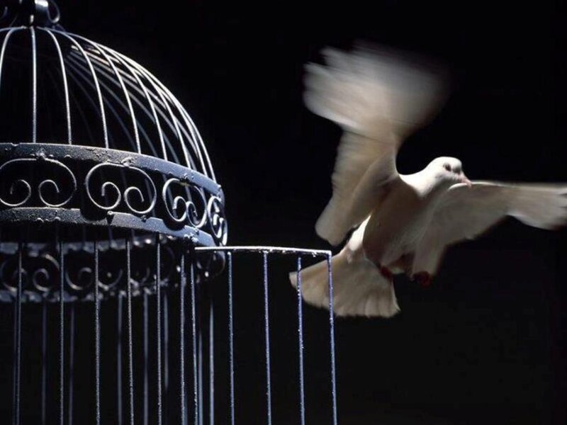 White Dove Flying — Black, Dramatic, Photograph, Birdcage