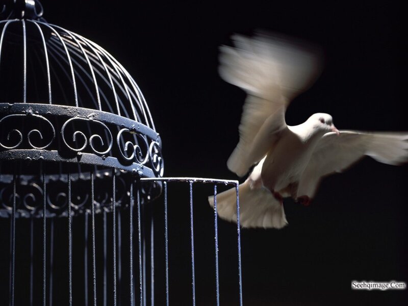 White Dove Flying — Black, Dramatic, Photograph