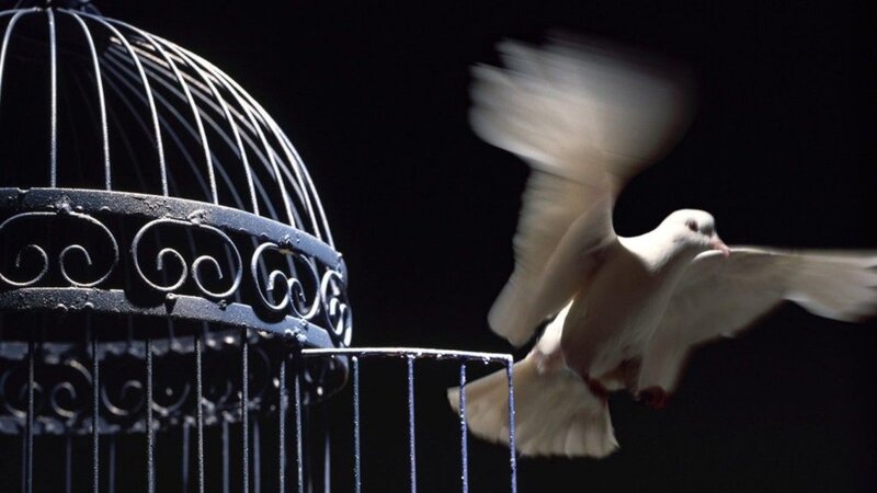 White Dove Flying — Black, Dramatic